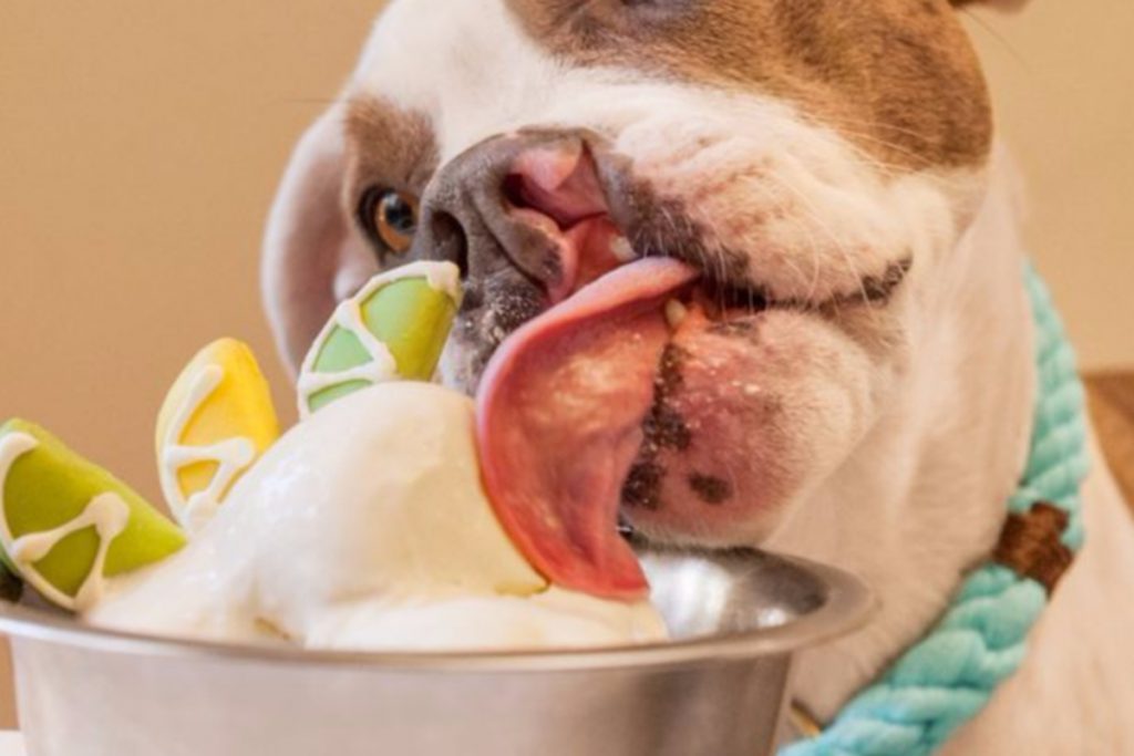 Homemade Dog Ice Cream Recipe